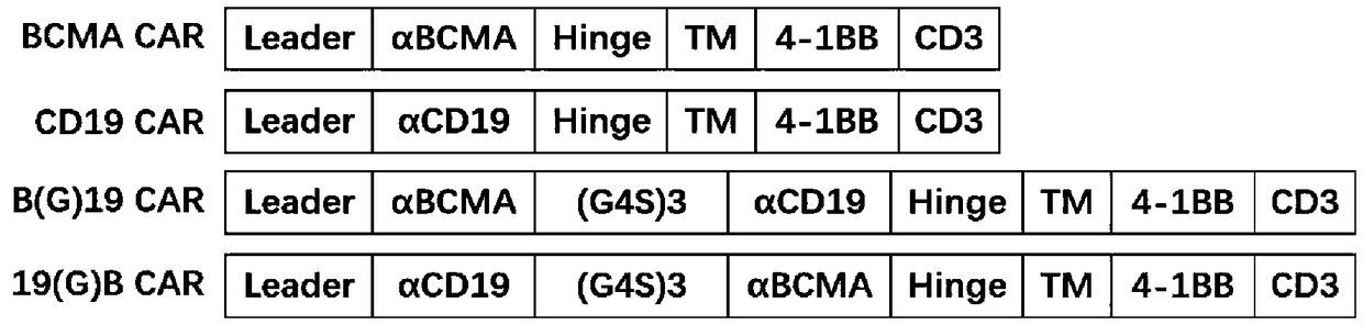 BCMA and CD19-targeted duplex-specific chimeric antigen receptor and application thereof