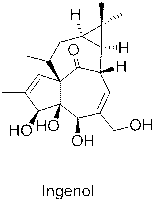 Quick identification method for ingenol