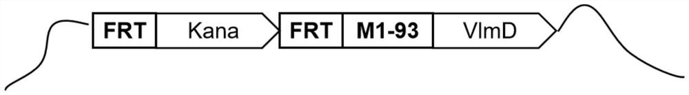 A recombinant Escherichia coli producing isobutylamine and its construction method and application