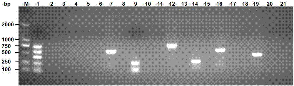 Quintuple PCR detection method and detection kit for avian escherichia coli, chicken typhoid salmonella, salmonella pullorum and the like