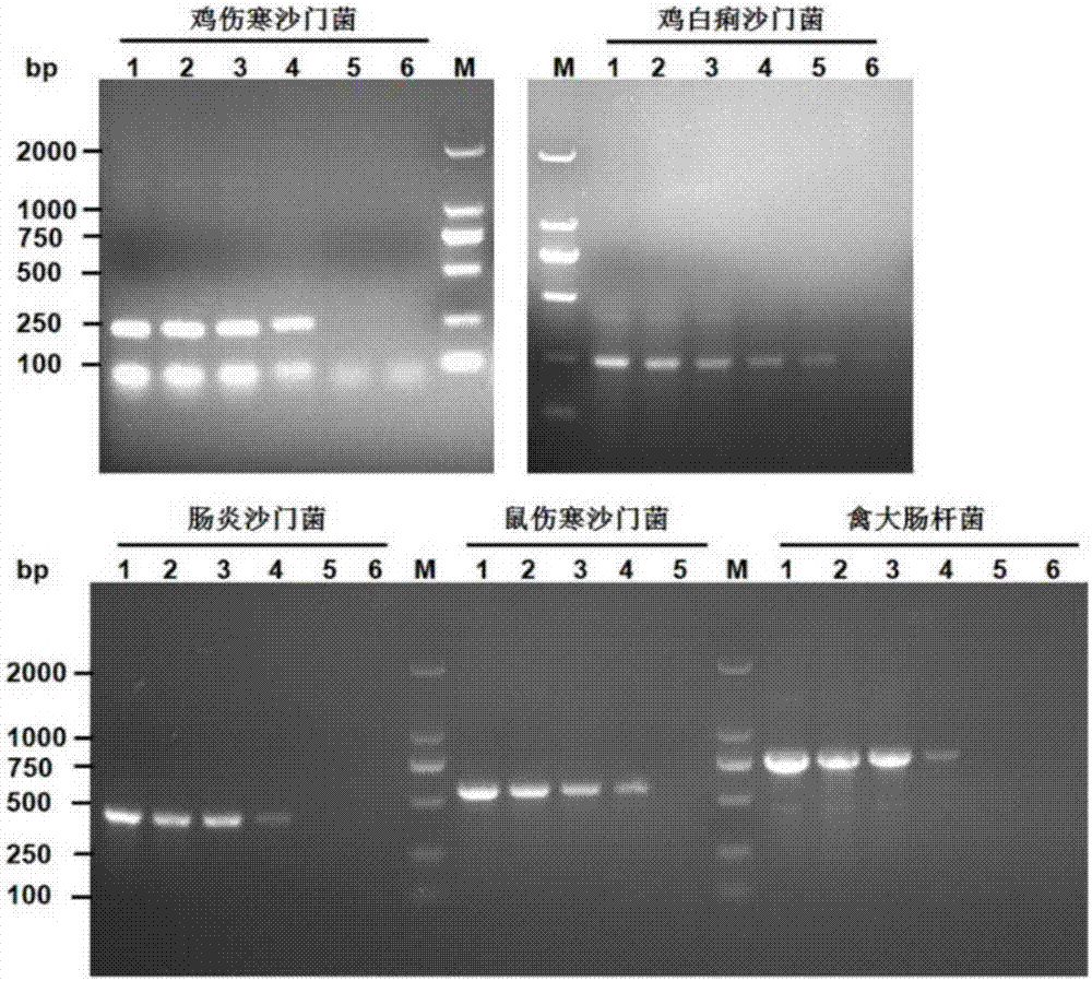 Quintuple PCR detection method and detection kit for avian escherichia coli, chicken typhoid salmonella, salmonella pullorum and the like