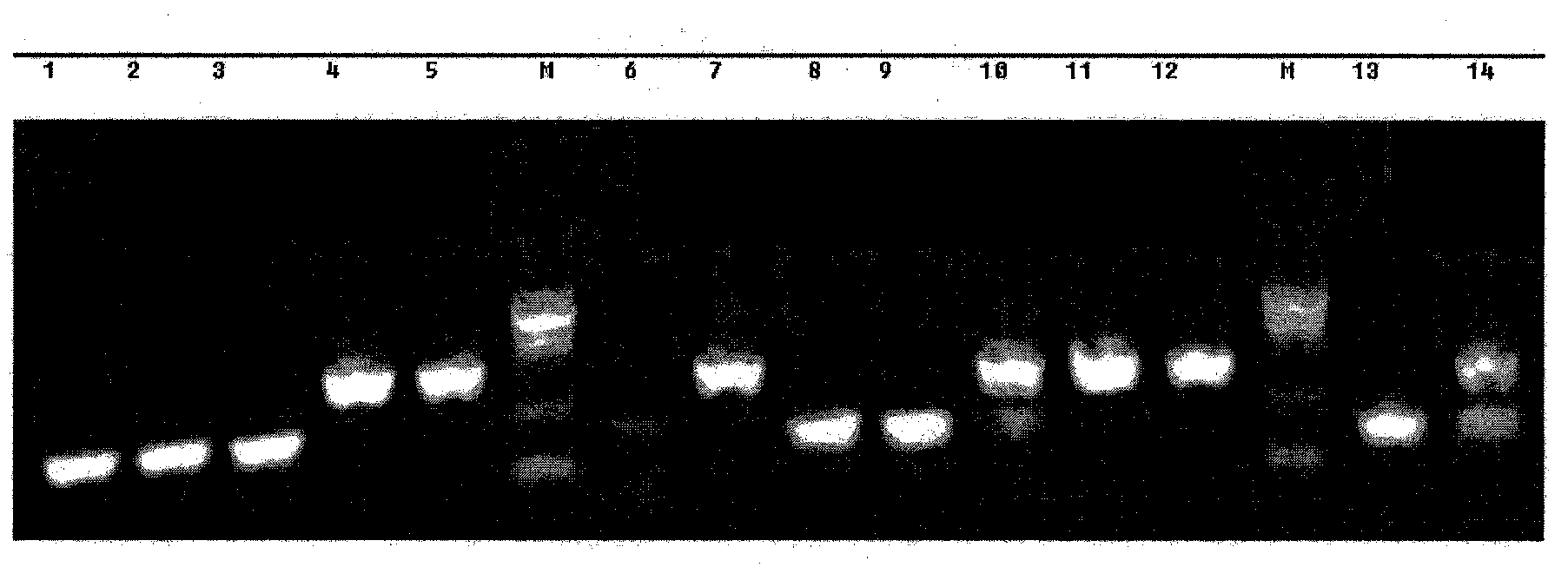 Multiplex PCR diagnosis method capable of quickly distinguishing porcine circovirus 1 type (PCV1) and 2 type (PCV2) and special-purpose kit