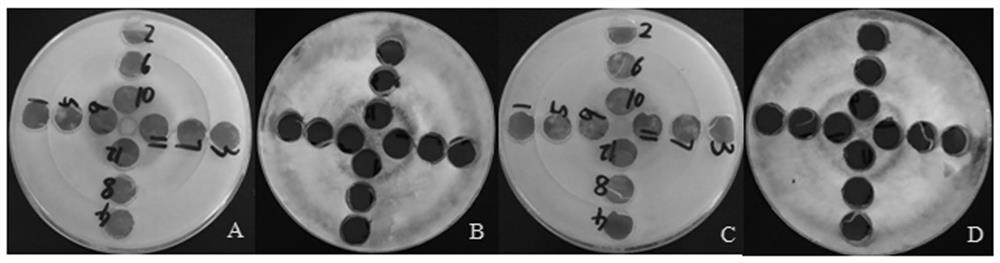 Virus particles for preventing and controlling wheat stem rot and method for controlling wheat stem rot