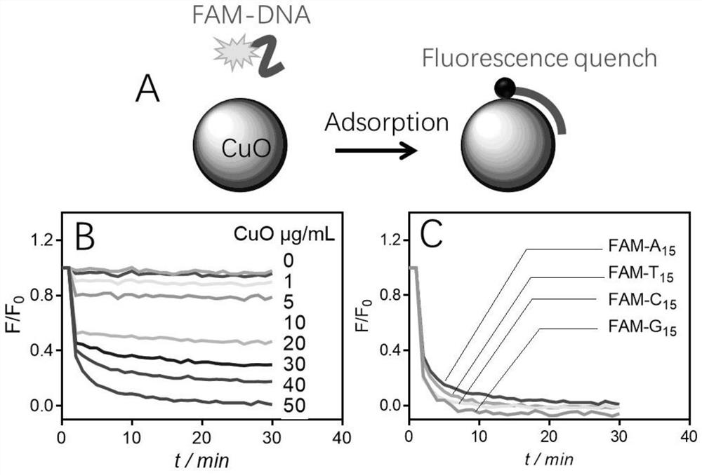 DNA-functionalized copper oxide nanozyme, preparation method and application thereof