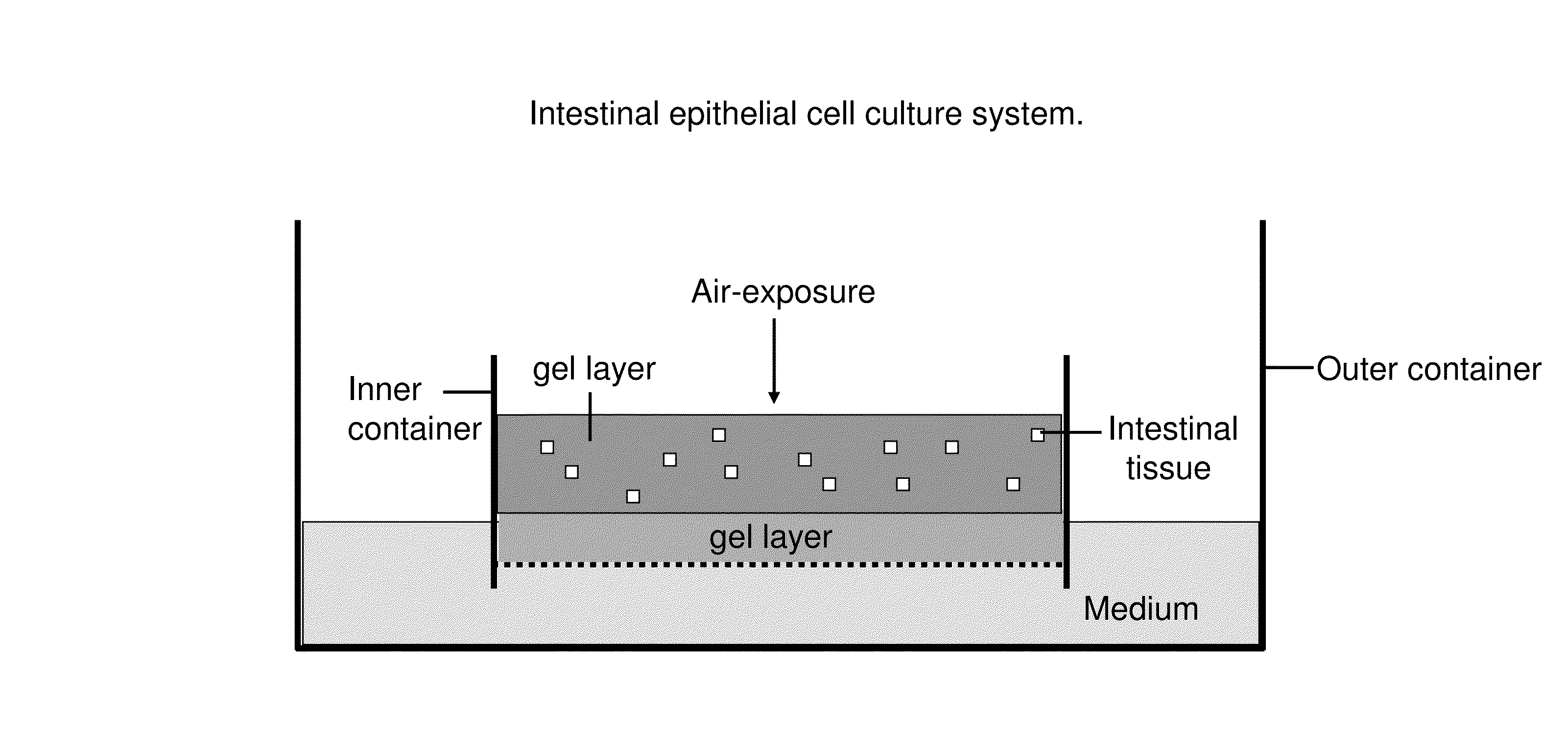 Ex vivo culture, proliferation and expansion of intestinal epithelium