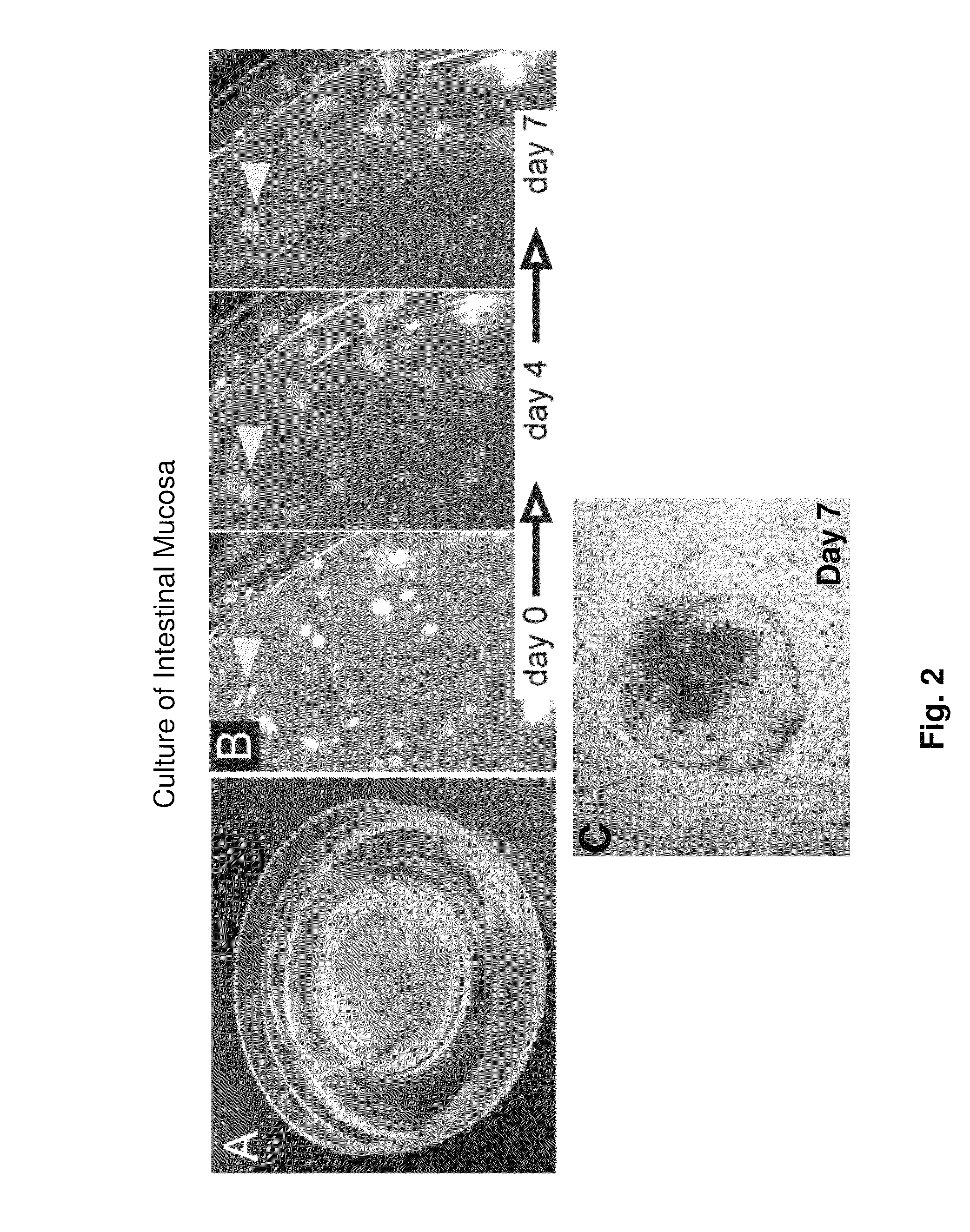 Ex vivo culture, proliferation and expansion of intestinal epithelium