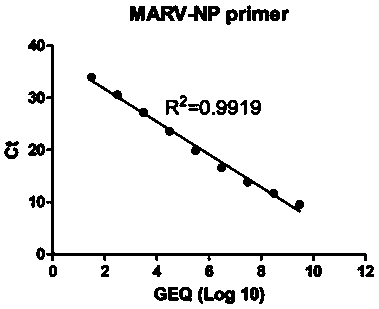 Real-time fluorescent RT-PCR detection method for MARV (Marburg virus)