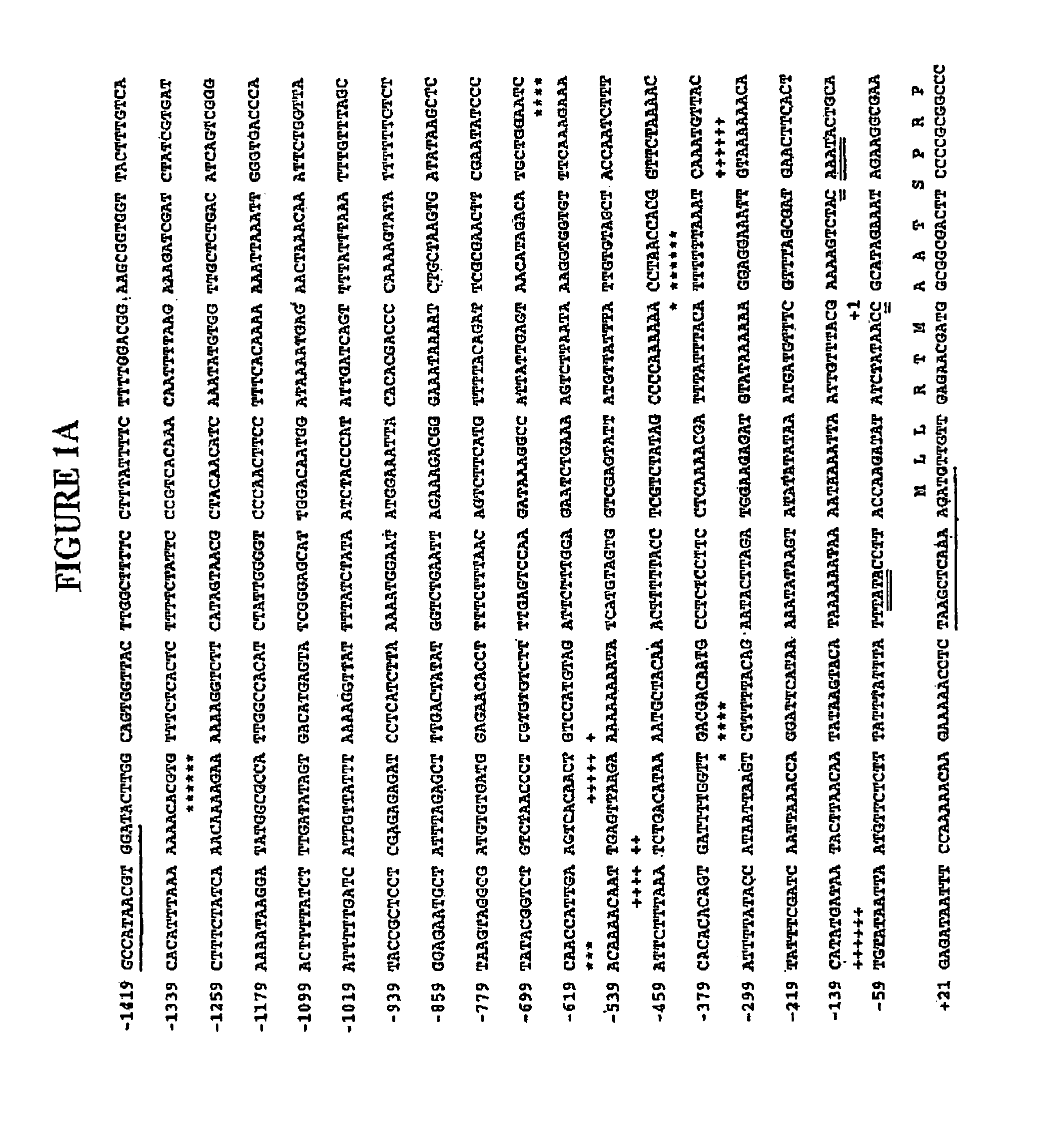 Hydroperoxide Lyase regulator region