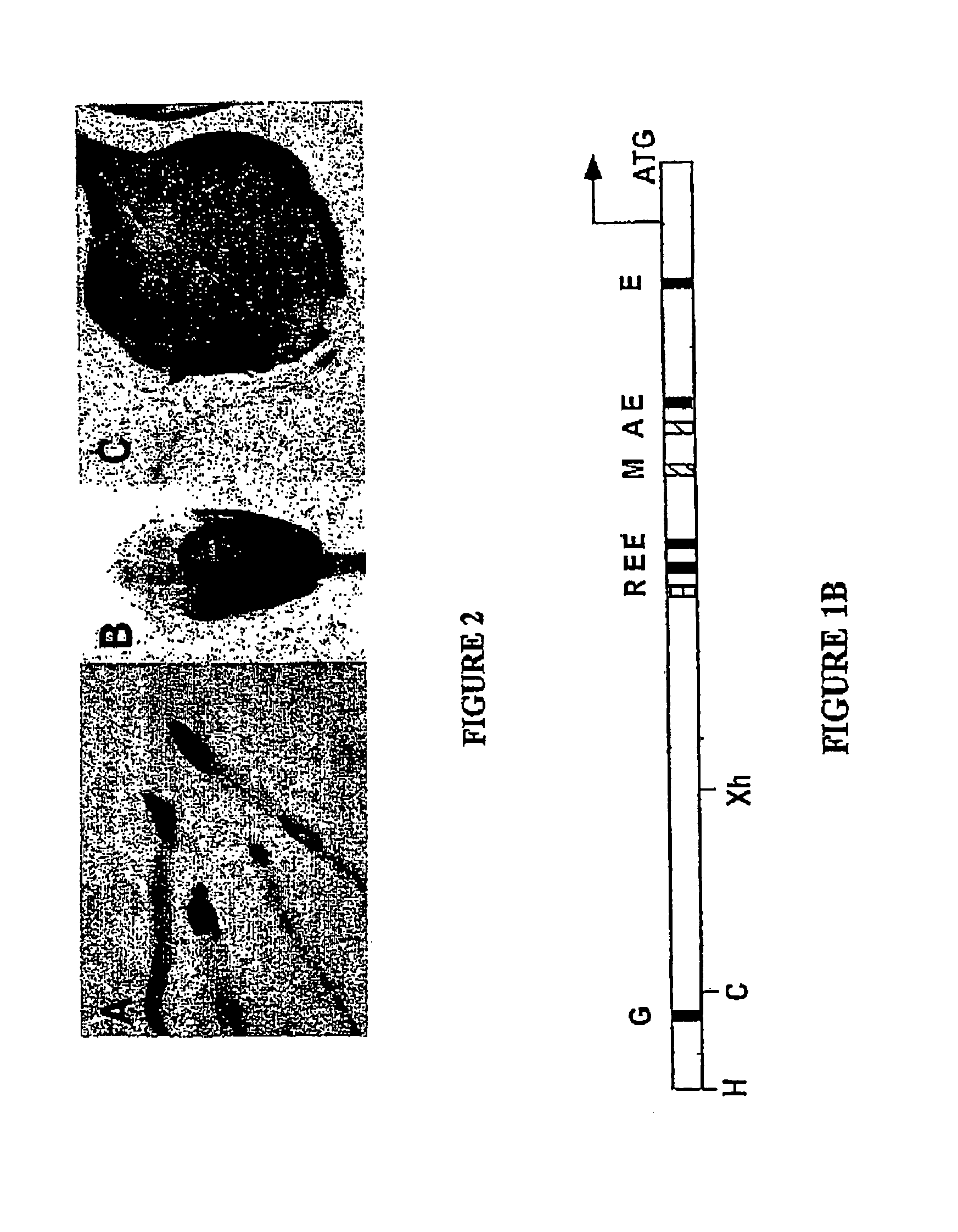 Hydroperoxide Lyase regulator region