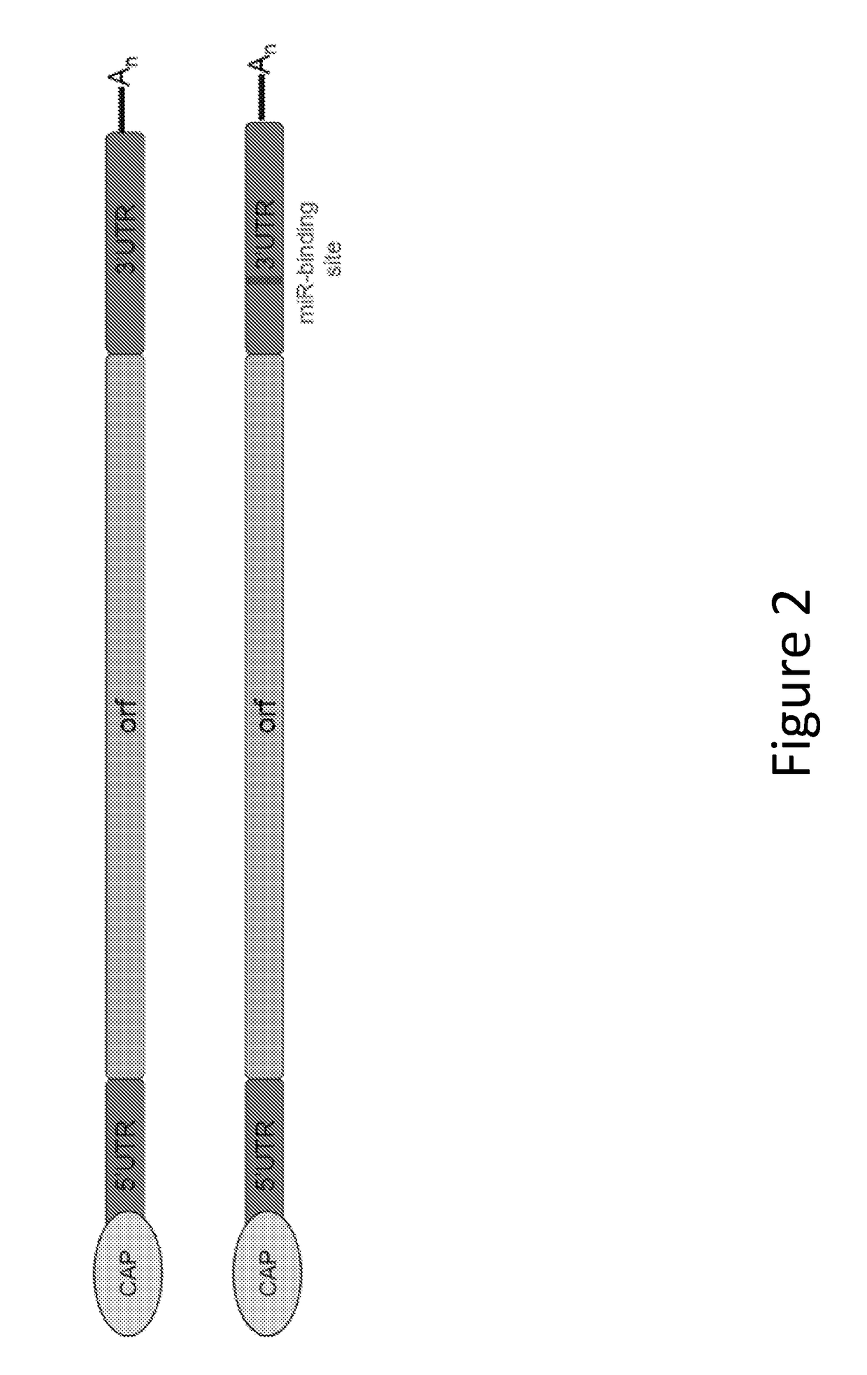 Methods for therapeutic administration of messenger ribonucleic acid drugs