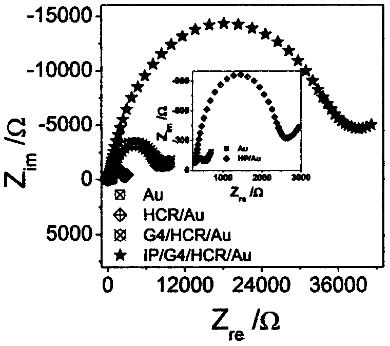 Lead ion alternating-current impedance sensor research based on hybridization chain reaction (HCR) and TdT modulation double signal amplification