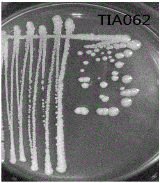 Salt-tolerant rhizosphere growth-promoting enterobacter cloacae and application thereof