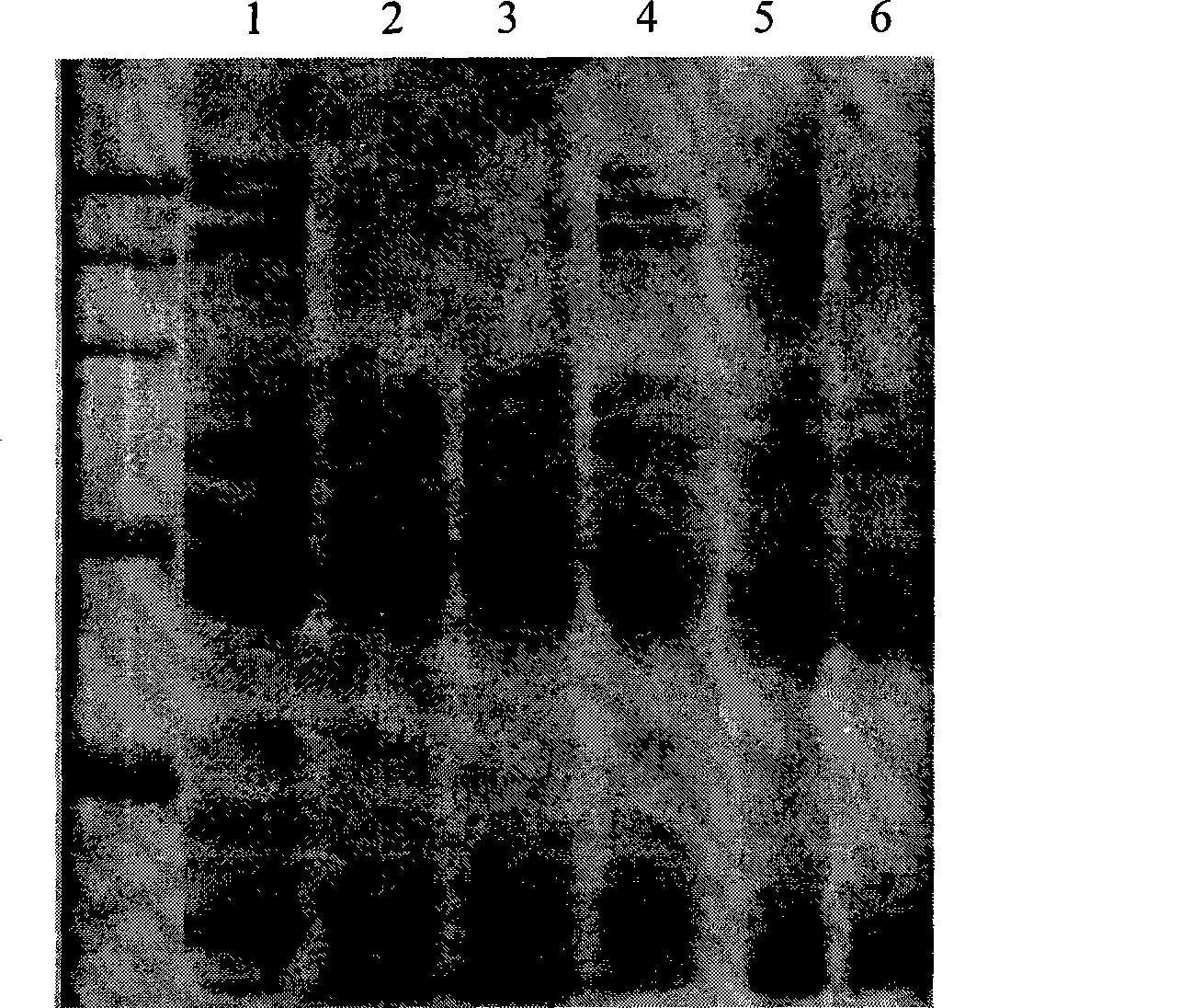 Method for deamidation and modification of wheat flour gluten protein using organic acid