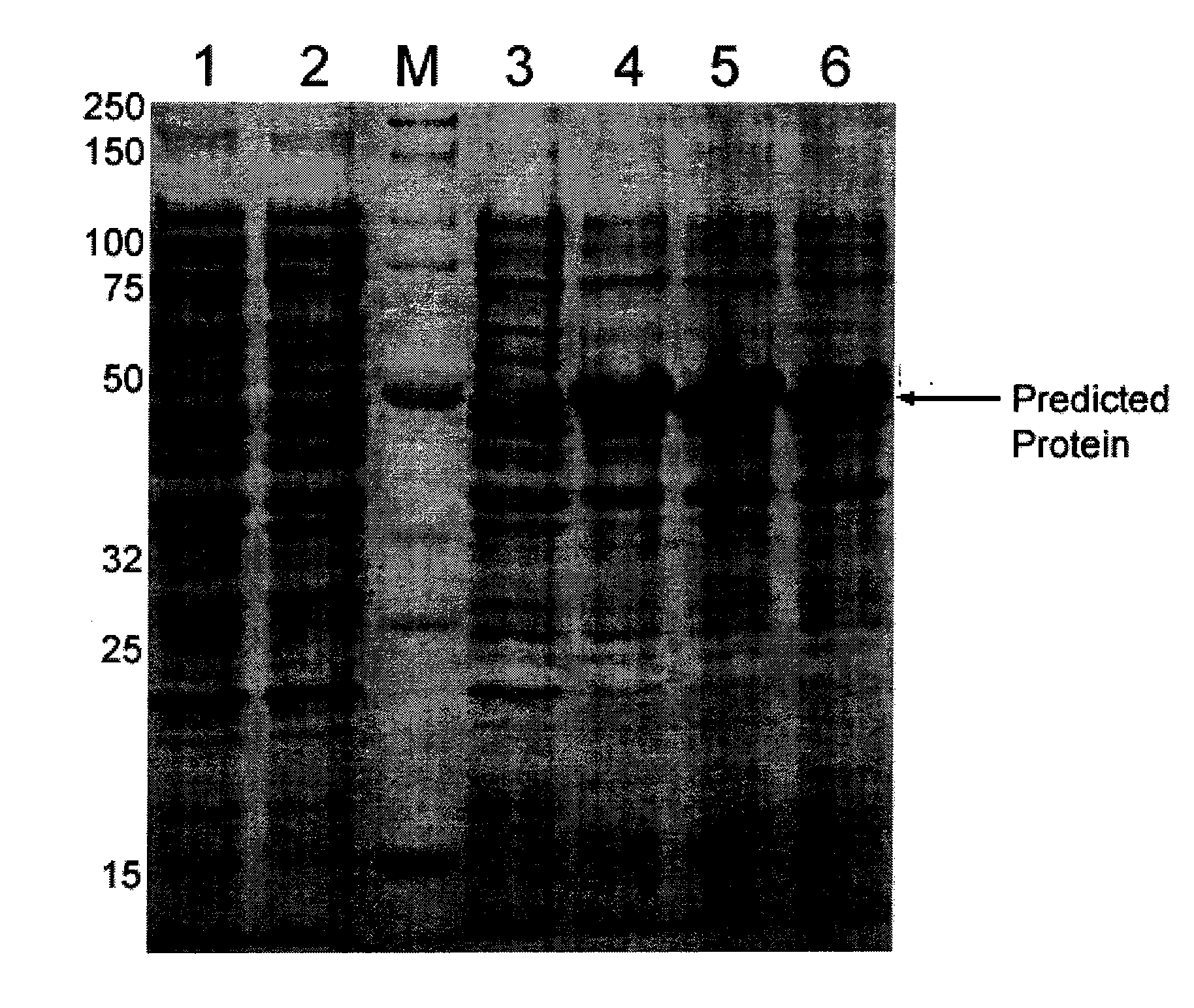 Method of Sequence Optimization for Improved Recombinant Protein Expression using a Particle Swarm Optimization Algorithm