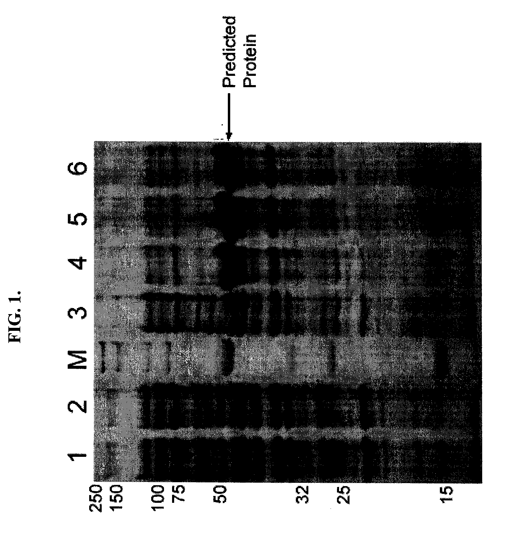Method of Sequence Optimization for Improved Recombinant Protein Expression using a Particle Swarm Optimization Algorithm