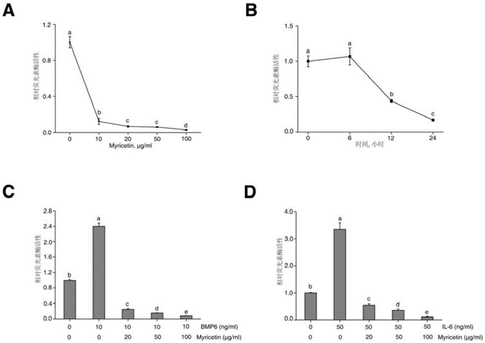 Application of myricetin in the preparation of preparations for inhibiting the expression of hepcidin