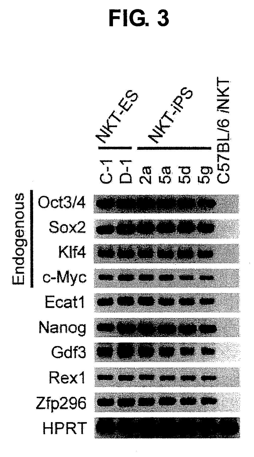 Generating a mature NKT cell from a reprogrammed somatic cell with a T-cell antigen receptor α-chain region rearranged to uniform Va-Ja in a NKT-cell specific way
