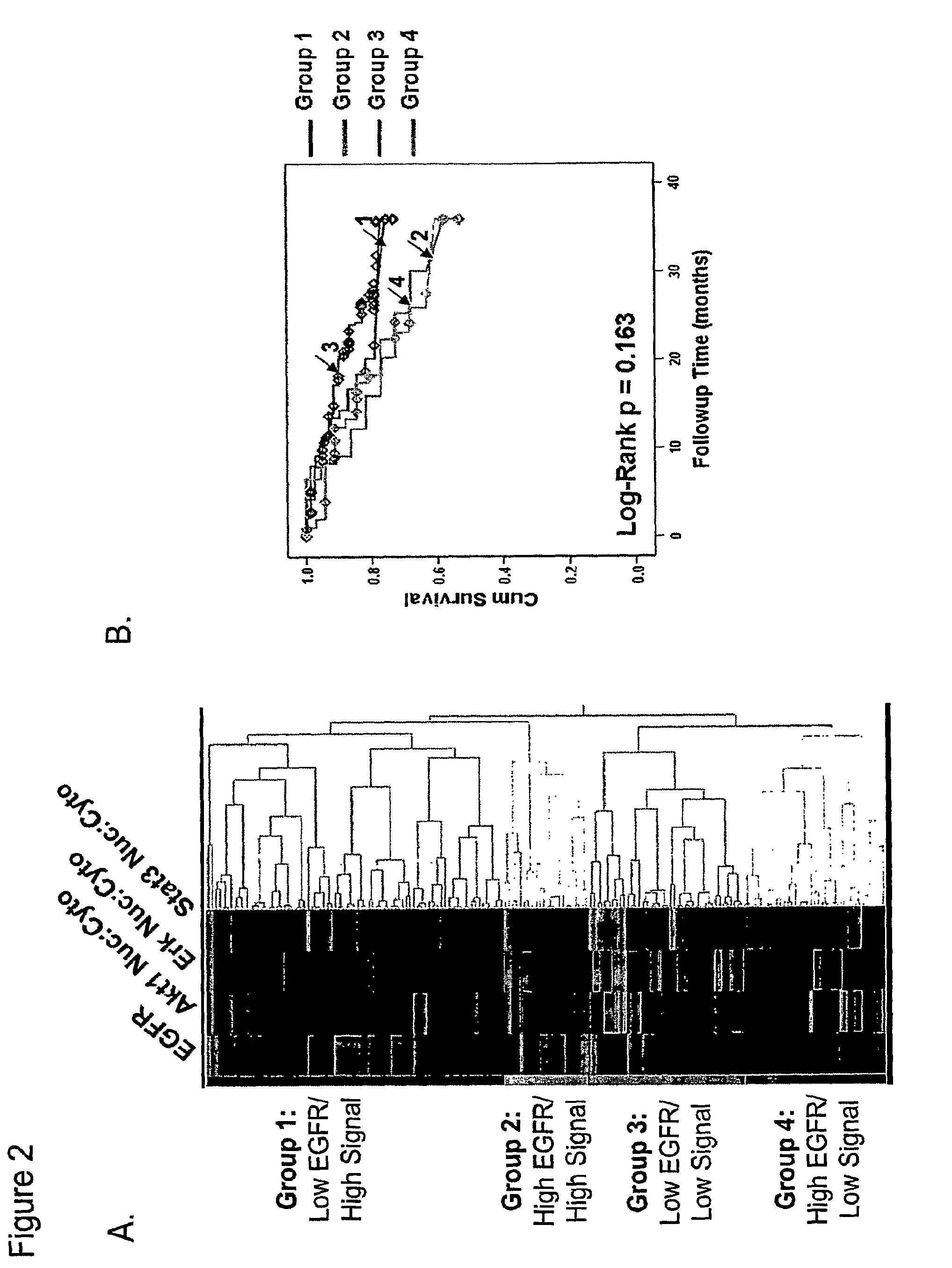 Methods for determining signal transduction activity in tumors