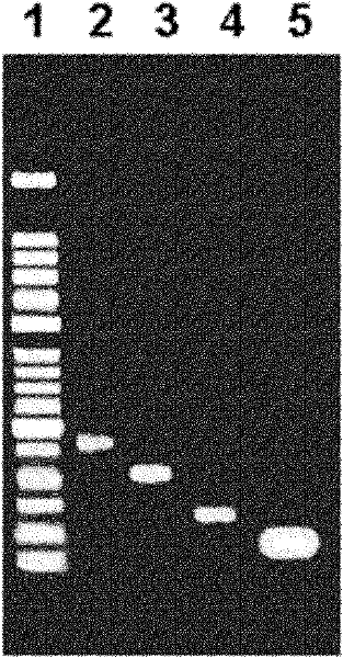 MAPWA fusion antibacterial peptide, preparation method and application thereof