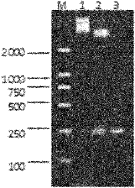 MAPWA fusion antibacterial peptide, preparation method and application thereof