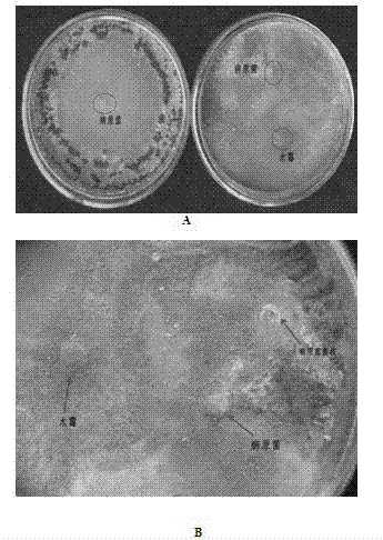 Biological prevention and control bacterial strain for preventing and controlling rice sheath blight, biological organic fertilizer, and preparation method of biological organic fertilizer