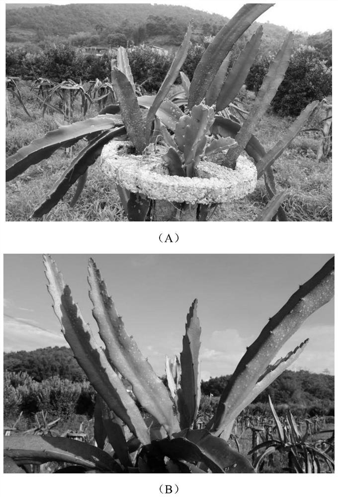 A comprehensive prevention and control method of dragon fruit brown rot based on precision pesticide application and its application