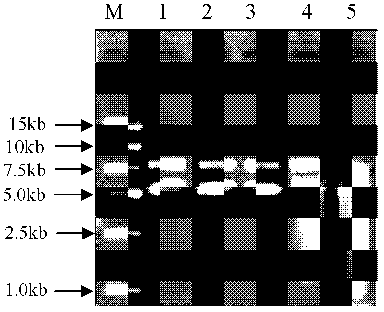 Preparation method of PLGA swine influenza DNA vaccine microsphere