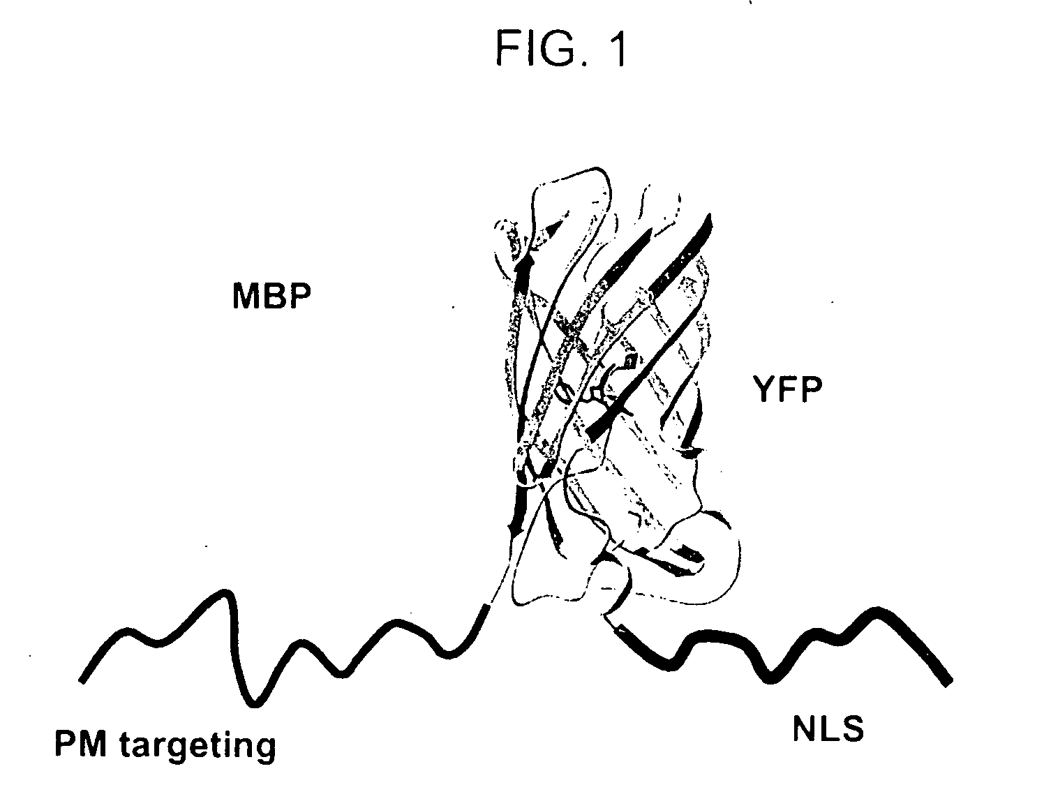 Live-cell biosensor polypeptides and methods of use