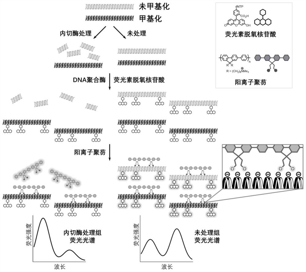 Method for detecting gene methylation in glioma