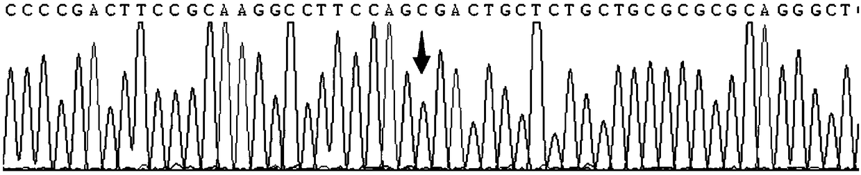 Individualized medication gene testing reagent kit for beta-receptor blocker