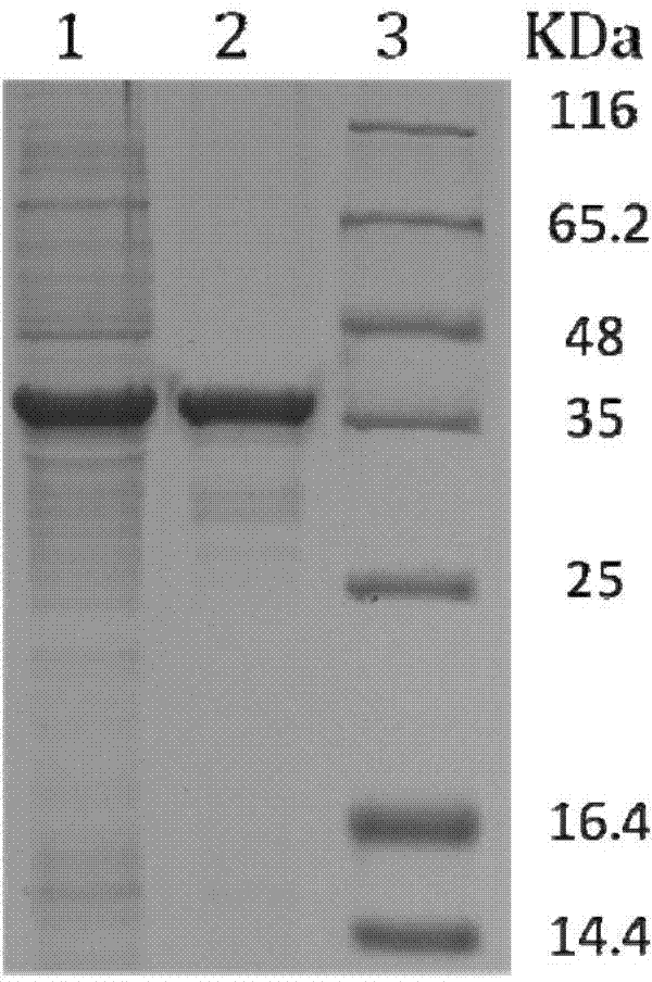 Nitrilase mutant and application thereof
