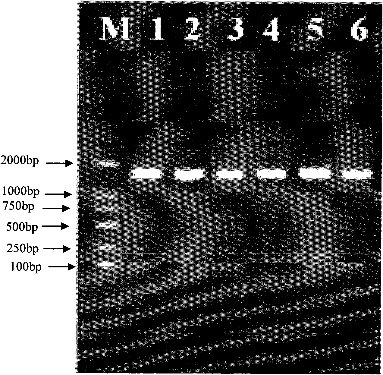Method for assisting in identifying root-knot nematodes and special primer pair thereof