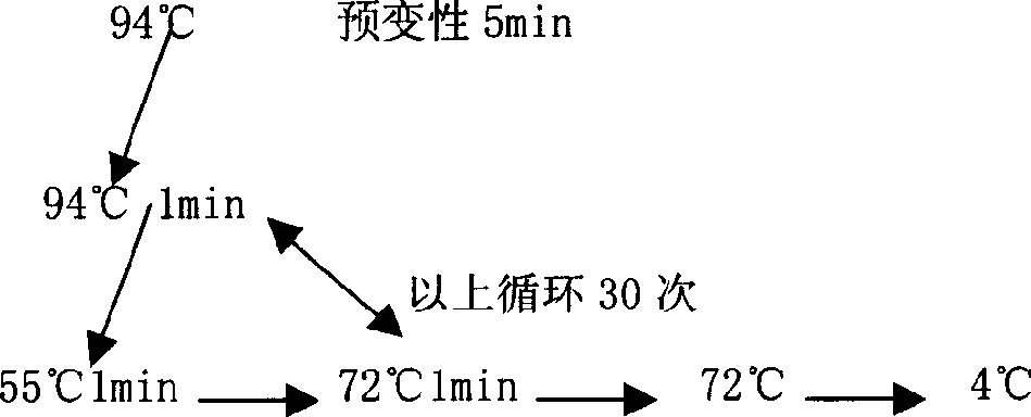 Long-noded pit viper poison dissolving fiber protein No.2 gene and use thereof