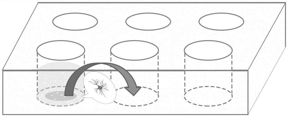 Coculture method of glial cells and neurons