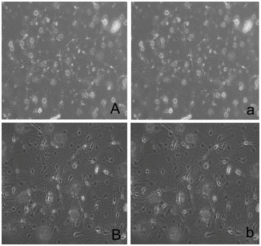 Coculture method of glial cells and neurons