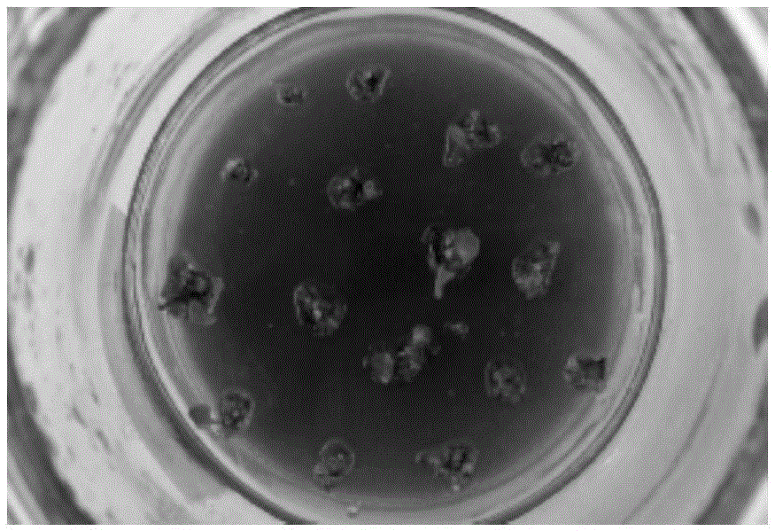 Radiation mutagenesis method of fern green spheroid with 60cor rays