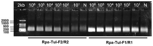CRISPR-Cas12a detection primer group for francisella tularensis and application thereof