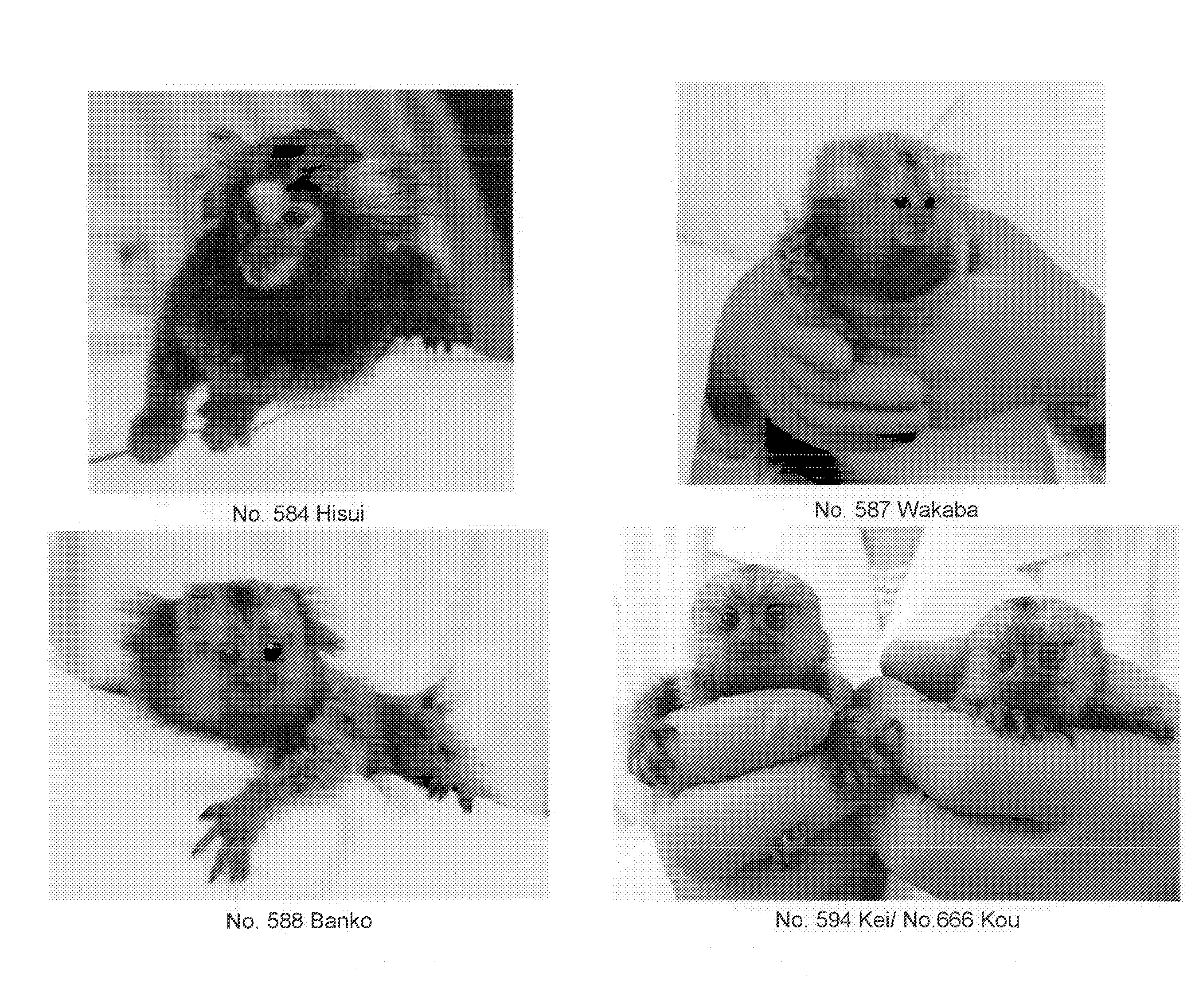 Method for introducing foreign gene into early embryo of primate animal and method for producing transgenic primate animal comprising such method