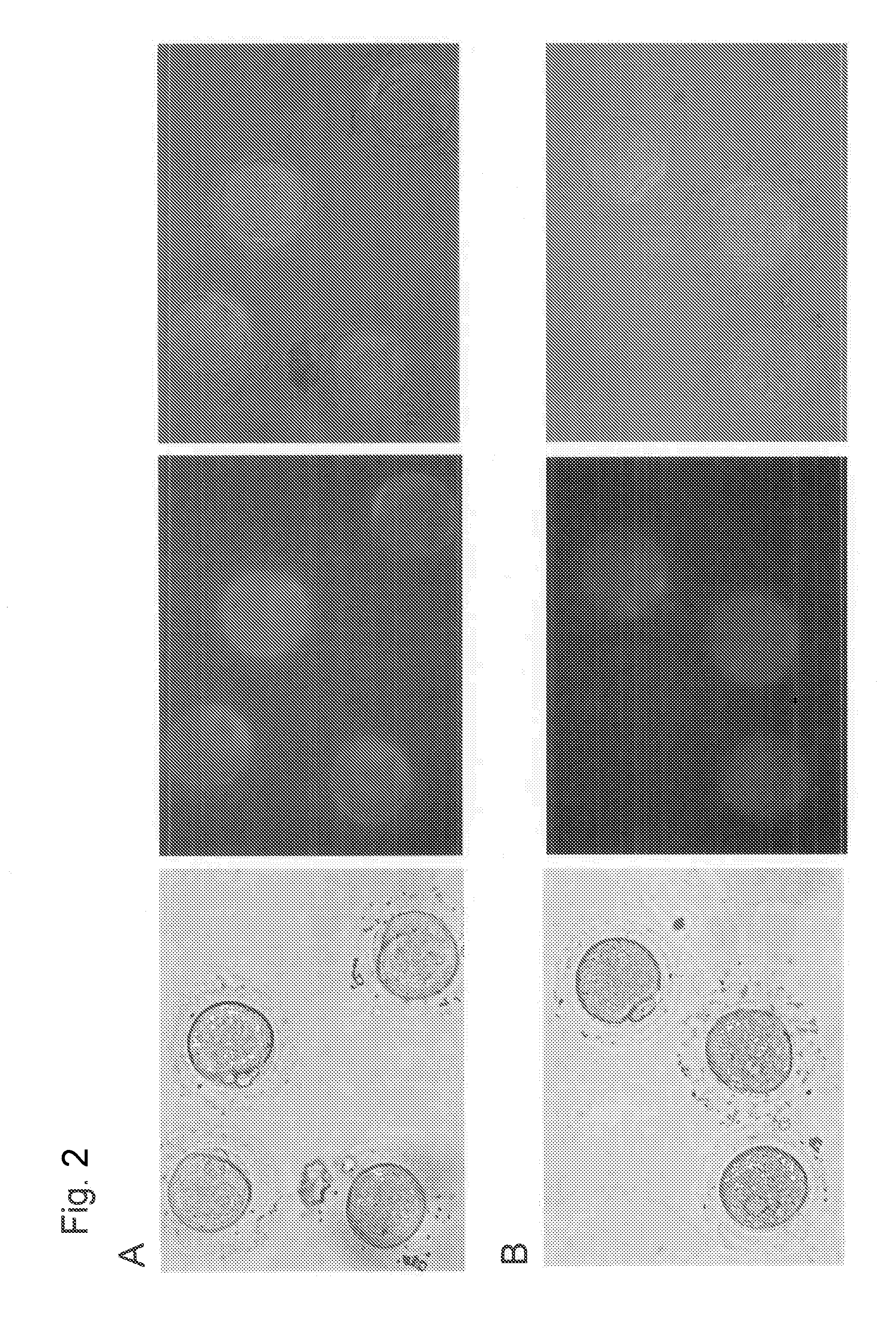 Method for introducing foreign gene into early embryo of primate animal and method for producing transgenic primate animal comprising such method