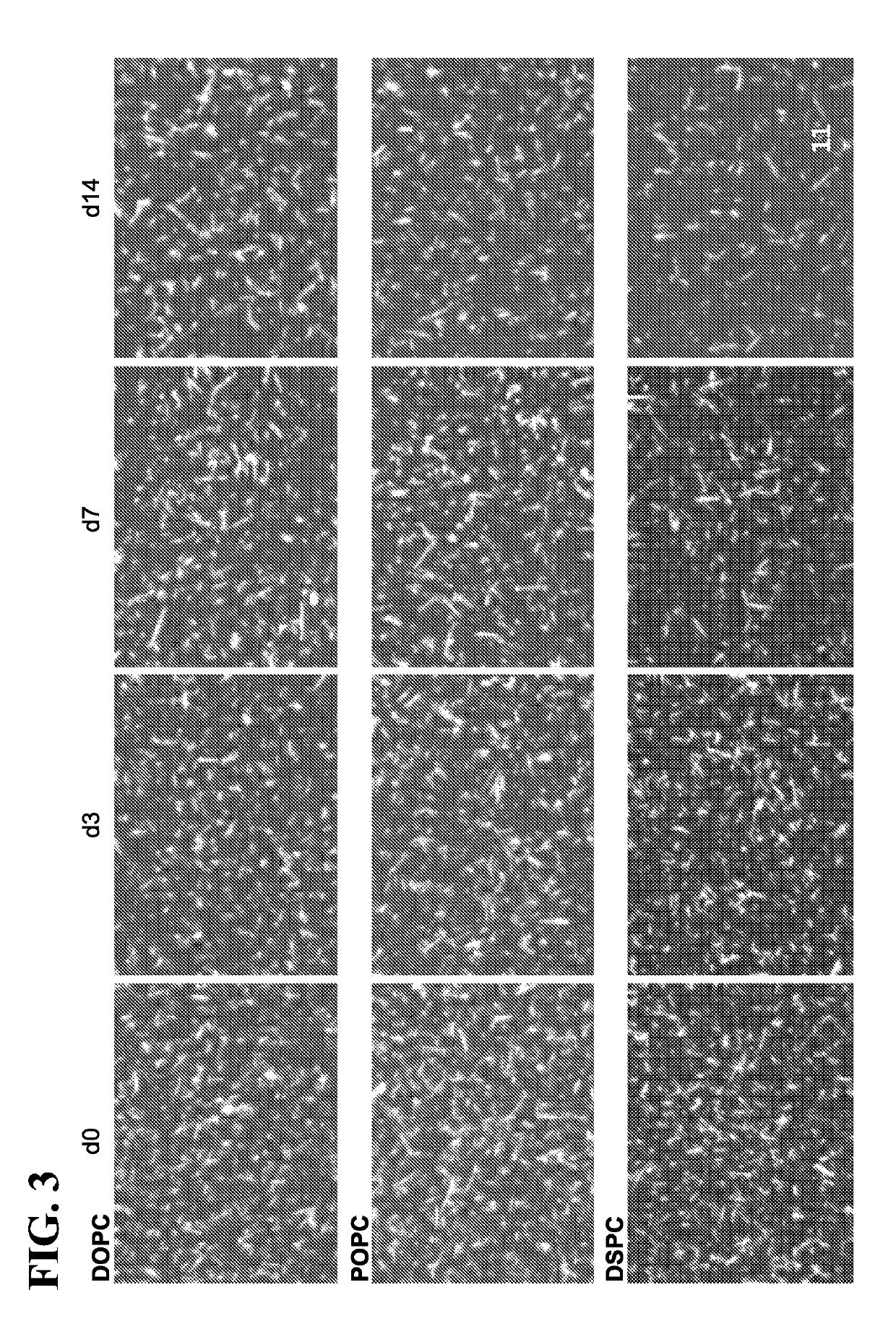 Antigen-presenting cell-mimetic scaffolds and methods for making and using the same