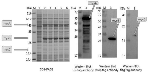 Antarctic ice algae MAAs synthetases as well as coding genes and application thereof