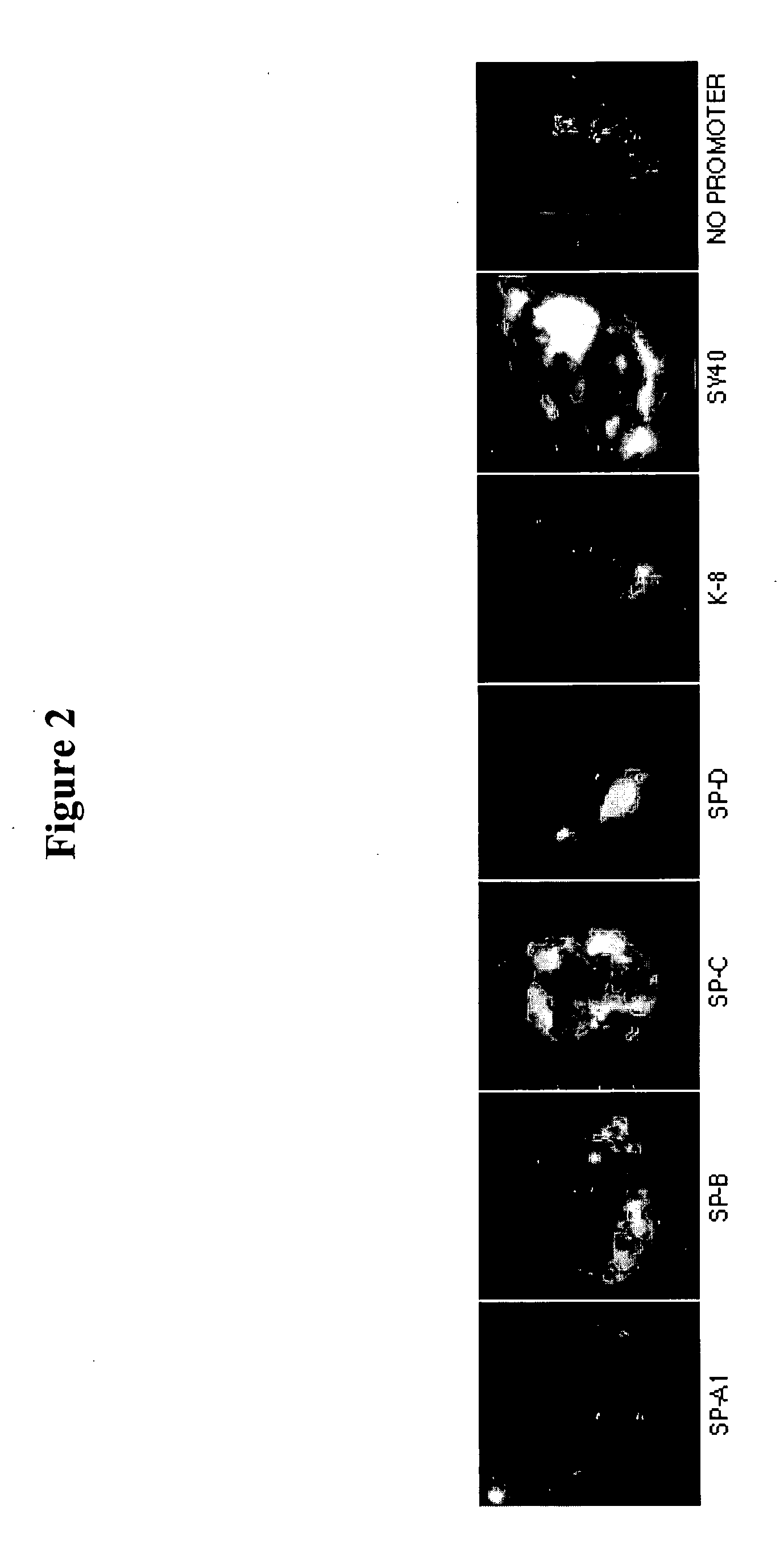 Methods and compositions for importing nucleic acids into cell nuclei