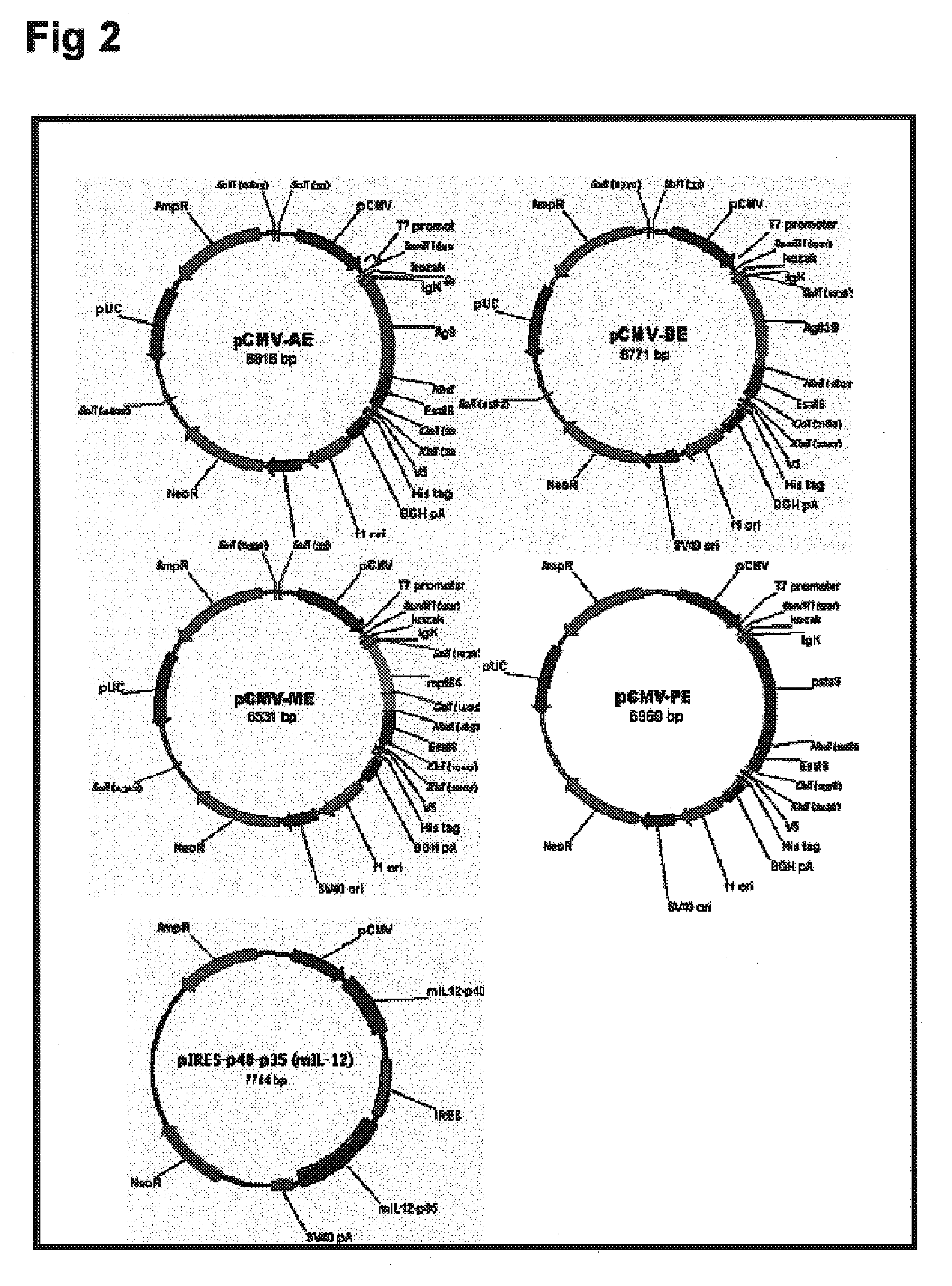 DNA cancer vaccines