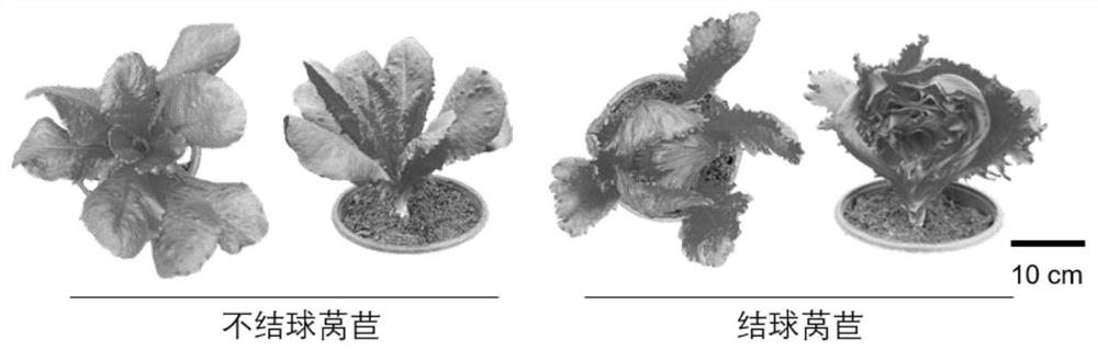 Application of lettuce LsSAW1 gene in controlling heading character of lettuce