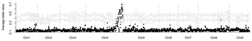 Application of lettuce LsSAW1 gene in controlling heading character of lettuce