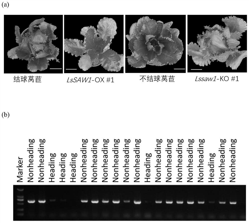 Application of lettuce LsSAW1 gene in controlling heading character of lettuce