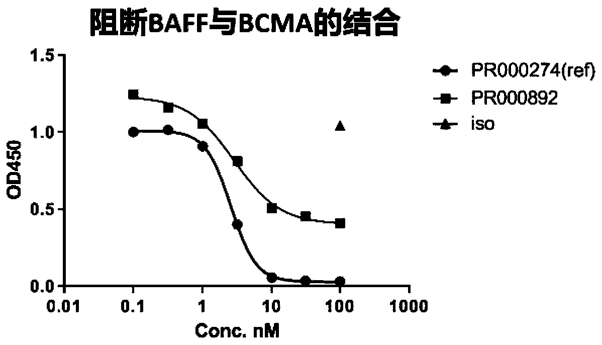 BCMA binding protein and preparation method and application thereof