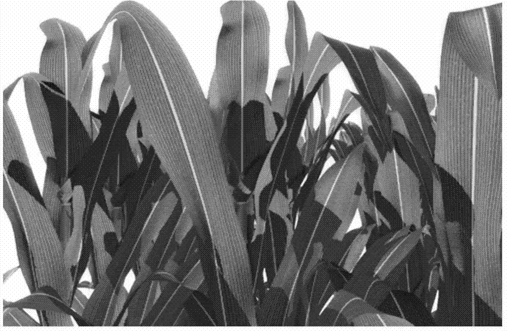 Synthesizing method and system for representation texture of parallel venation plant leaves