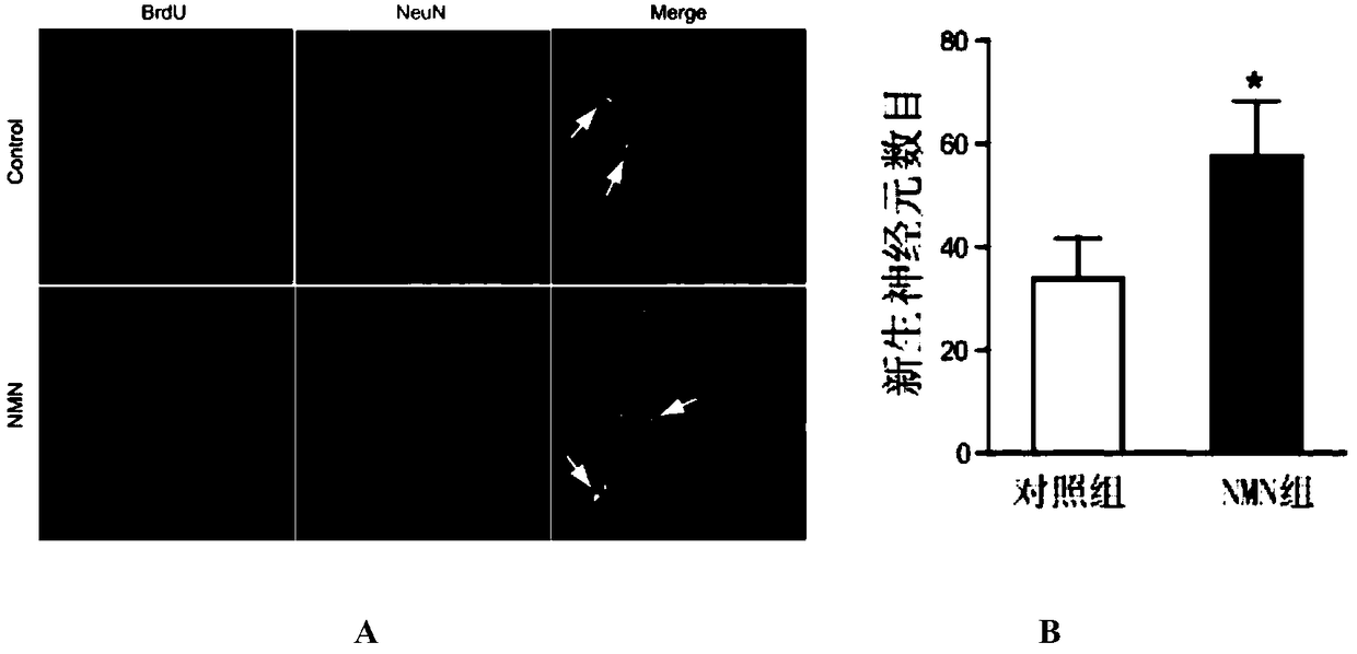 Application of nicotinamide mononucleotide in the preparation of drugs for promoting nerve regeneration after cerebral ischemia