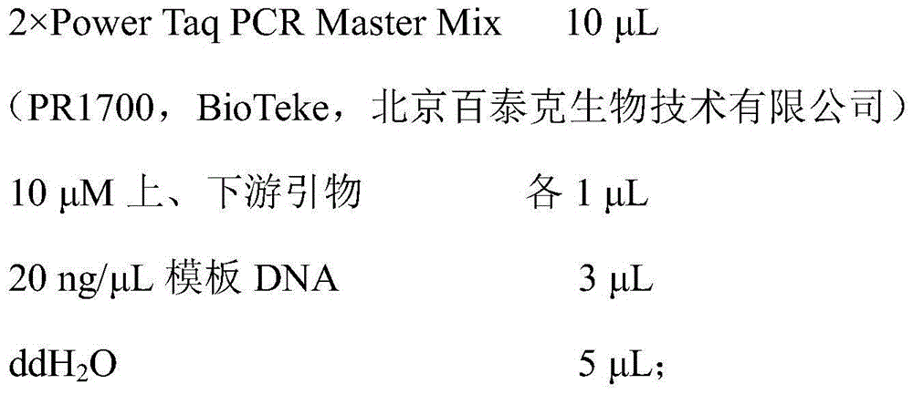 High-specificity molecular specific labeled primers of oil-tea camellia fine breed Changlin No. 21 and detection method thereof